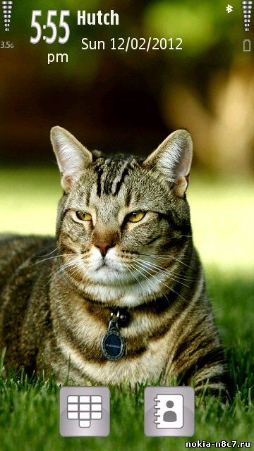 Pet Cat